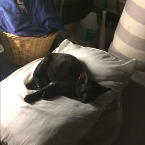 Meet your Posher, Albert j.